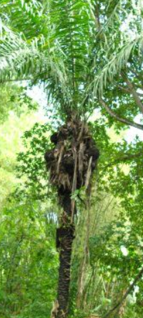 palmier éléphant : Phytéléphas Macrocarpa (dérivé du grec : « plante » « éléphant »), ses graines séchées sont appelées tagua ou ivoire végétal une alternative naturelle, écologique et économique à l'ivoire animal.