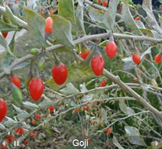 Goji Lycium Barbarum - baies séchées